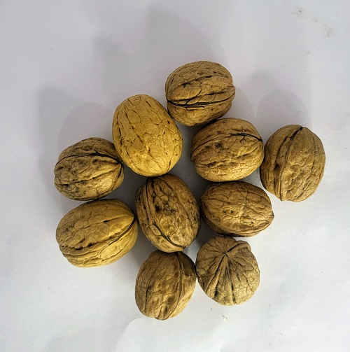 Walnut